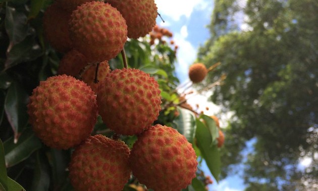 Vietnam’s litchi exports open opportunities for exports of other farm produce