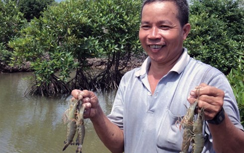 Aquaculture under forest canopy helps Tra Vinh mangrove trees revive