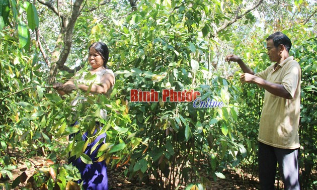 Binh Phuoc makes wild vegetables a specialty