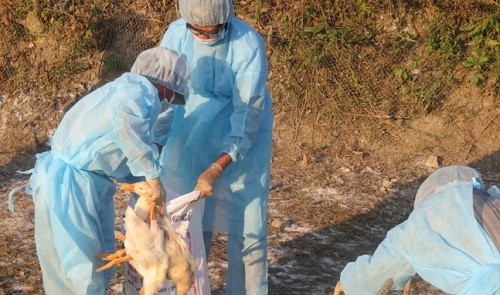 US finances Vietnam’s human health protection, animal epidemic control