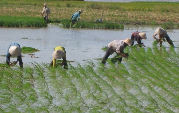 Vietnam finds it crucial to build national rice brand 