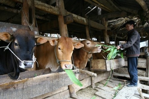 Raising cows in Ha Giang Karst Plateau