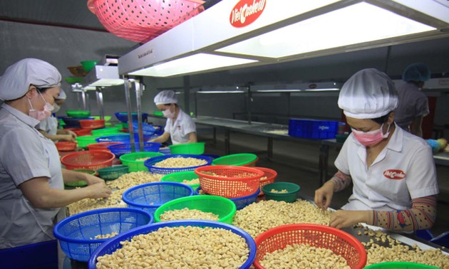 Vietnam’s cashew exports forecast to rise in 2016
