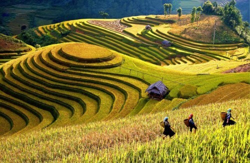 Intensive farming on terraced fields in Mu Cang Chai