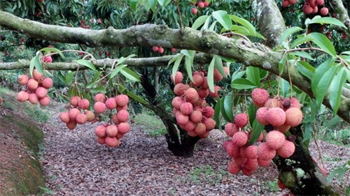 Bac Giang uses trade promotion to boost lychee sales