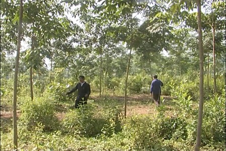Dien Bien province reduces poverty by growing rubber trees