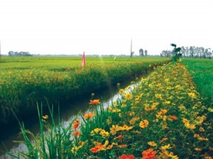 “Rice field with flower bank” model 