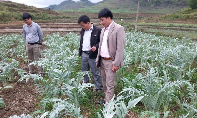 Medicinal herbs improve mountainous people’s livelihood 