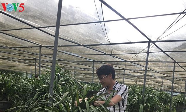 Cymbidium orchids help Ta Phin people escape poverty 