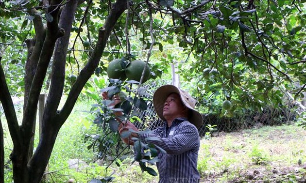 Ninh Thuan's pomelo receives code for export to US