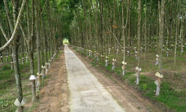 Vietnam greenifies its rubber industry