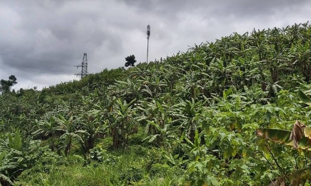 Co Tu ethnics escape poverty by growing Siamese banana trees