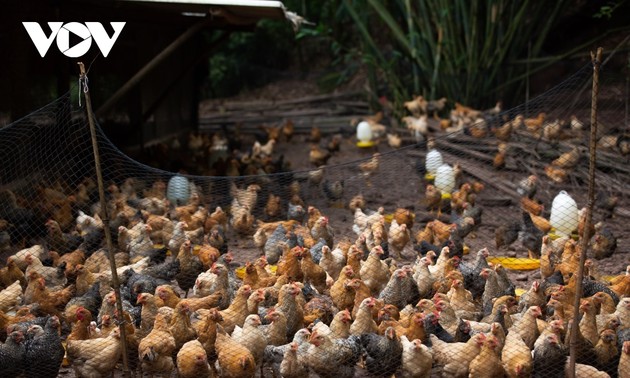 Raising Tien Yen chickens helps farmers escape poverty 