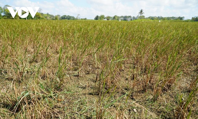Mekong Delta provinces seek ways to fight drought and saline intrusion