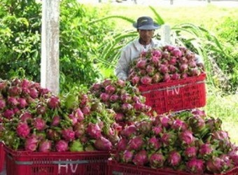 越南火龙果实现可持续出口