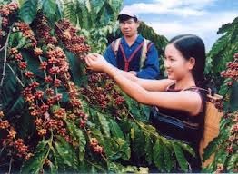 越南咖啡出口面向可持续发展