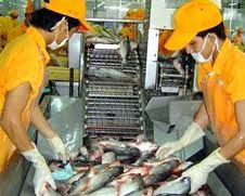 越南查鱼协会联合谋发展