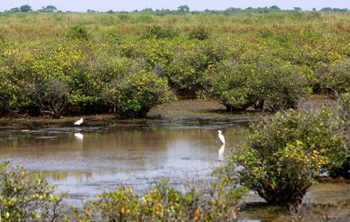 Renforcer la gestion de la réserve biosphérique du delta du fleuve Rouge