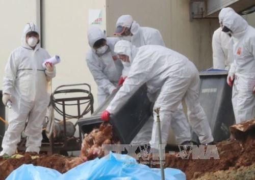 Le Japon a enregistré des cas de grippe aviaire H5N6