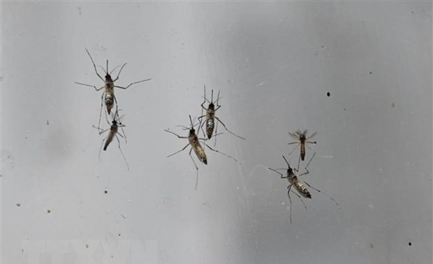 Des moustiques porteurs du virus du Nil occidental découverts près de Tel-Aviv