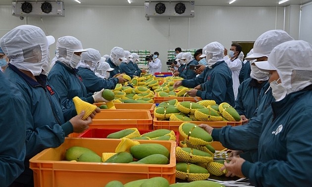 Augmentation des exportations de fruits et légumes