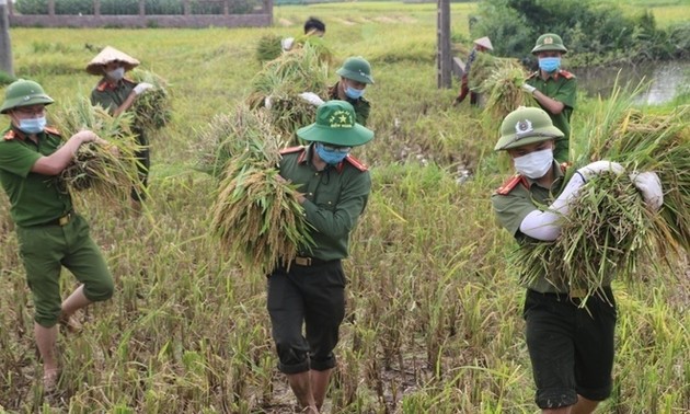 Dân phải cách ly vì dịch COVID-19, công an gặt lúa giúp