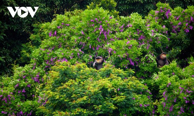 Ngắm mùa hoa Thàn Mát rực rỡ trên bán đảo Sơn Trà