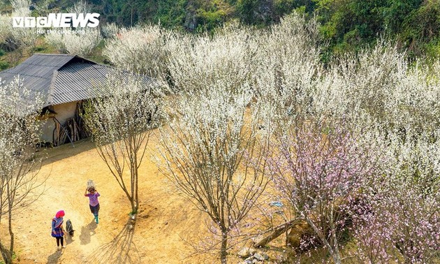 白い梅の花の季節を迎えるタ・バン・チュー村