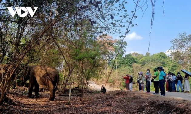 ヨクドン国立公園における“ゾウに優しい観光モデル”の体験