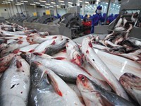 九龙江平原各省的茶鱼出口量增加