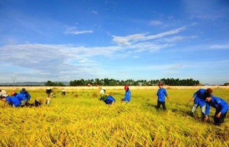 今年头八个月，越南农林水产出口创汇180多亿美元