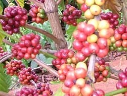 越南邦美蜀咖啡在泰国申请货源标记保护