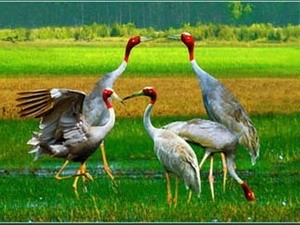 越南发布《生物多样性国家报告》