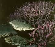 东海珊瑚礁退化程度惊人