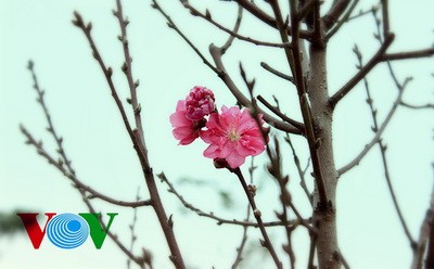 河内著名的日新桃花花开迎春