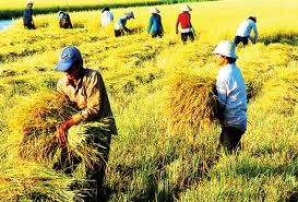 国际社会高度评价越南在农业所做的努力