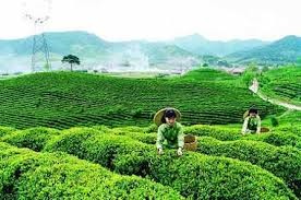 今年越南茶业部门将集中提高产品质量