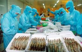 出口美国的越南虾不存在倾销