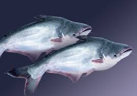 美国对越南查鱼和巴沙鱼征收不合理的反倾销税