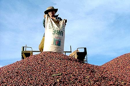 越南致力于提高咖啡价值