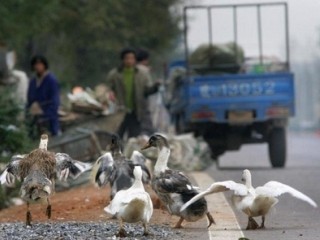 中国2人染H7N9禽流感死亡