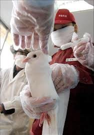 中国的H7N9禽流感未发现人际传染