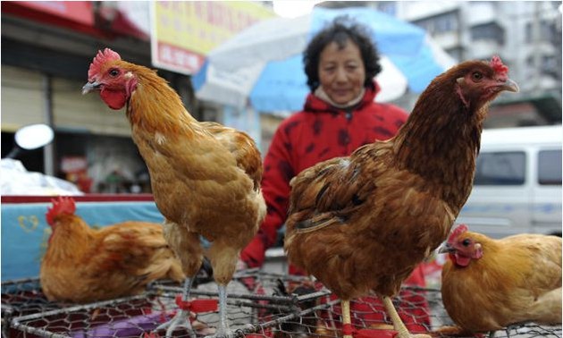 越南尚未发现人和家禽感染H7N9禽流感病例