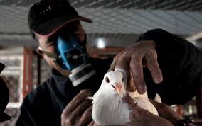 中国暂停鸟类经营行为