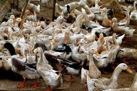 越南防控禽流感疫情创意项目实施4年情况总结会举行