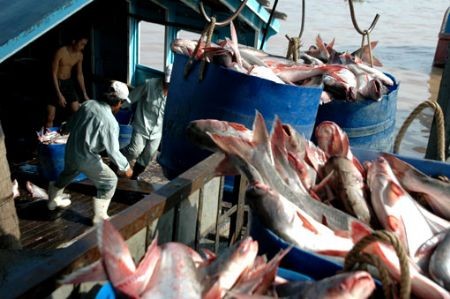 越南九龙江茶鱼价格猛涨