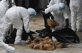 中国确认爆发H5N1禽流感疫情