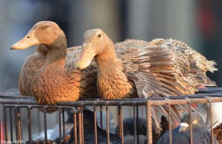 中国：H7N9禽流感疫情演变复杂