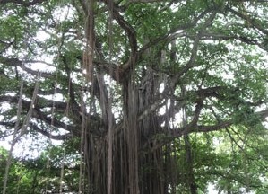 海防市13须榕树被列入越南遗产树名单
