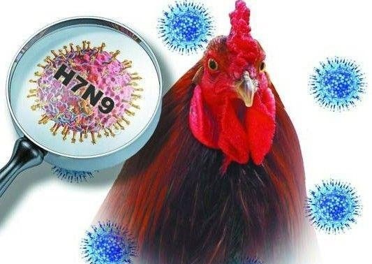 加强预防H7N9禽流感疫情传入越南